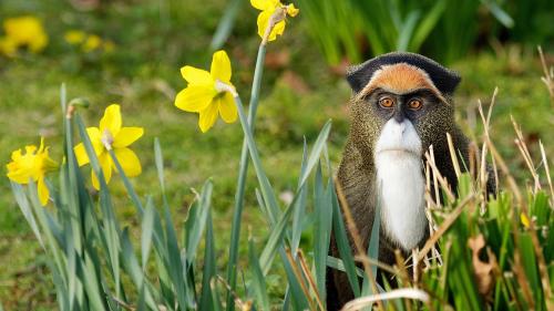 смешно обезьяна картинки для рабочего стола