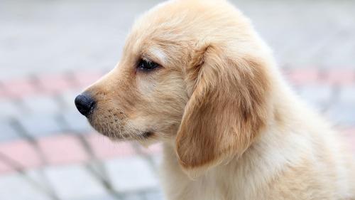 собака щенок ретривер картинки