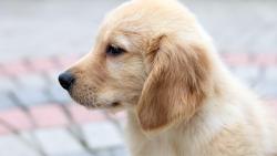 собака щенок ретривер картинки