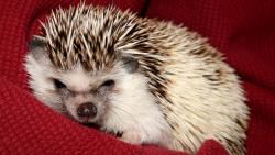 сонный еж обои скачать