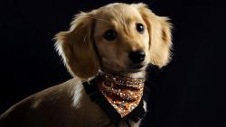 щенок с банданой собачка картинки