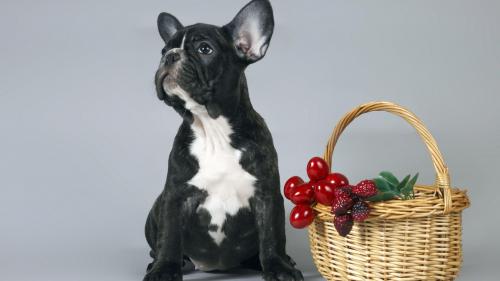 щенок французского бульдога картинки