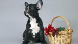 щенок французского бульдога картинки