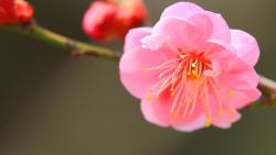 японский абрикос