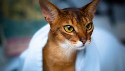  Широкоформатные обои с кошкой сердито смотрящей на кого то