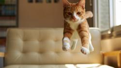 1920x1200, Рыжий котенок прыгает на диване
