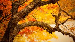 1920x1200, дерево, пора года, осень, желтая листва, дождь