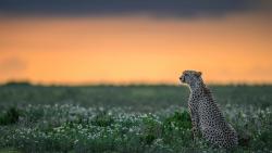 1920x1200,  гепард, хищник, дикая природа 