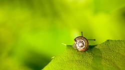 2560x1600, Макро фото маленькой улитки