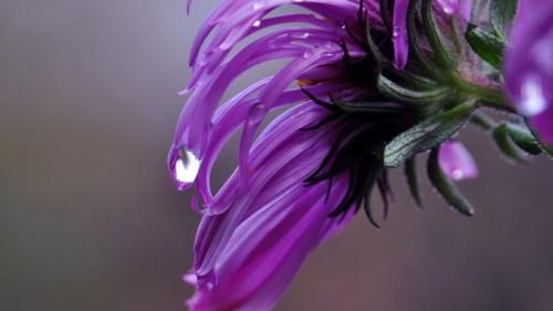 2560x1600, Сиреневый цветок марко обои