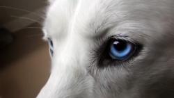 Белый волк с голубыми глазами