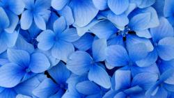 HD обои Нежности голубых цветов