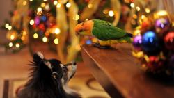 hd обои собака и попугай друзья на Новый год и Рождество