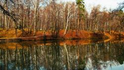 HD обои с осенним лесом