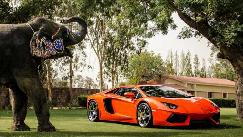 Lamborghini Aventador P700 4, оранжевый, вид спереди, отражение, слон, деревья, ограждение, здания, фоны, заставки