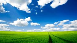Nature green grass traces wallpapers high resolution