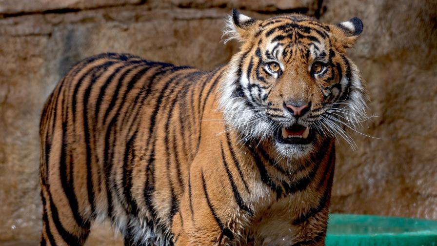Sumatran tiger in zoo