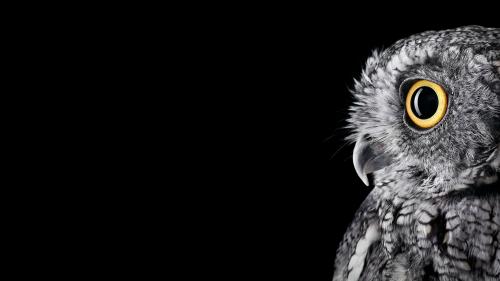 Ultra HD обои совы на черном фоне